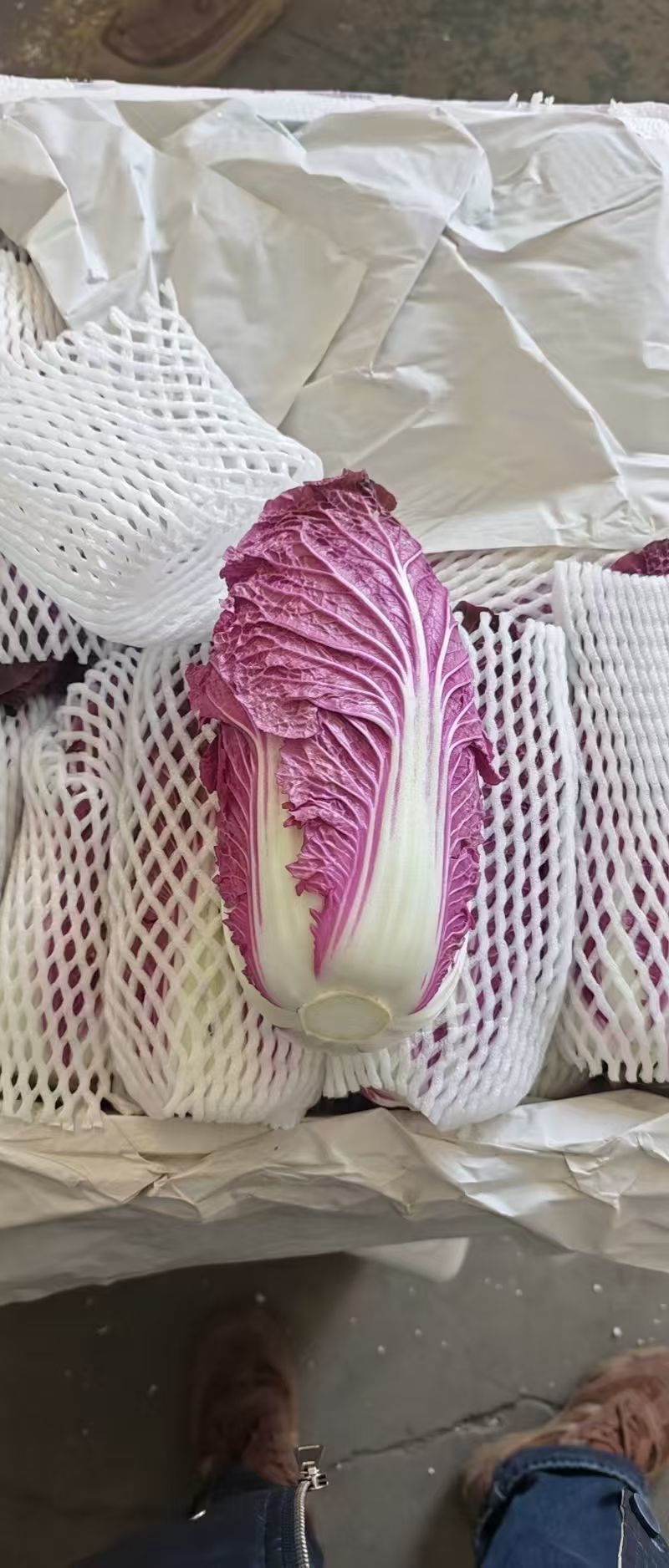 紫白菜