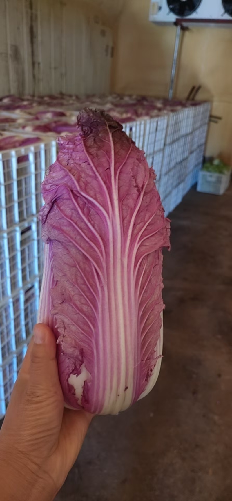 紫白菜