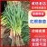 鱼台红根蒜苗，产地直发，一手货源，陆地苗大棚苗，一件代发
