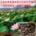 莲藕种苗/太空莲36号藕种种苗/主产莲子莲蓬/对接采购商
