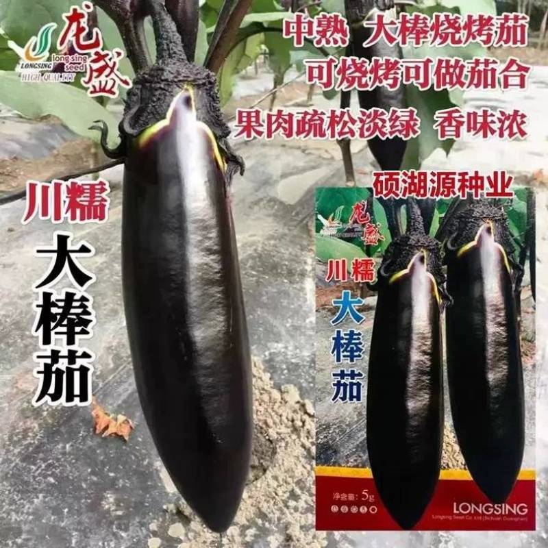 龙盛川糯大棒茄种子高产黑亮棒茄绿肉茄子紫黑烧烤茄种籽春秋