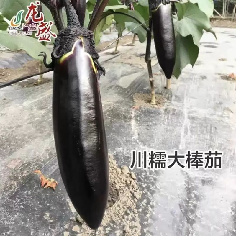 龙盛川糯大棒茄种子高产黑亮棒茄绿肉茄子紫黑烧烤茄种籽春秋