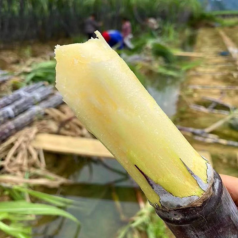 黑皮甘蔗，大量上市，全国发货，欢迎进店沟通