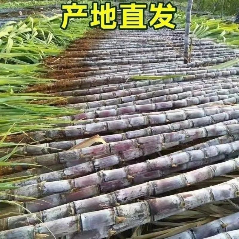 黑皮甘蔗，大量上市，全国发货，欢迎进店沟通
