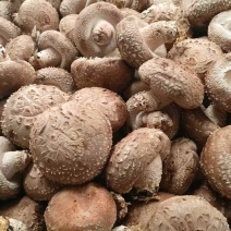 香菇鲜花菇产地直供常年供货细心挑选肉厚形状饱满