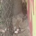自家散养土鸡三黄鸡、胡须鸡180天在生蛋