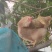 自家散养土鸡三黄鸡、胡须鸡180天在生蛋