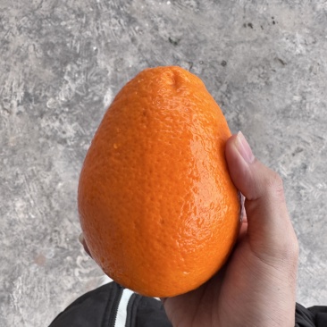 重庆奉节新鲜采摘正宗纽荷尔脐橙