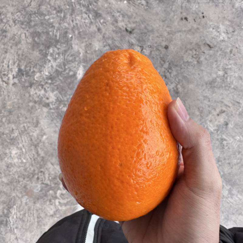 重庆奉节新鲜采摘正宗纽荷尔脐橙