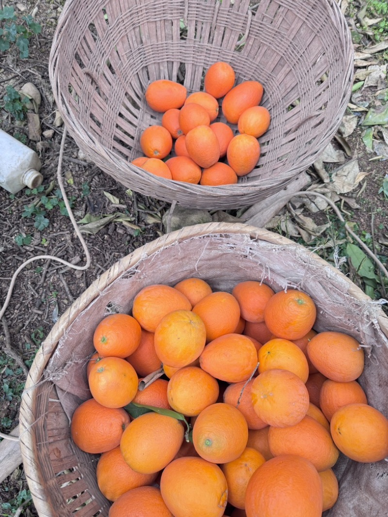 重庆奉节新鲜采摘正宗纽荷尔脐橙