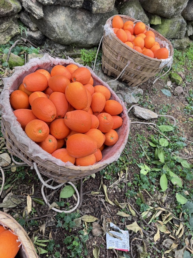 重庆奉节新鲜采摘正宗纽荷尔脐橙
