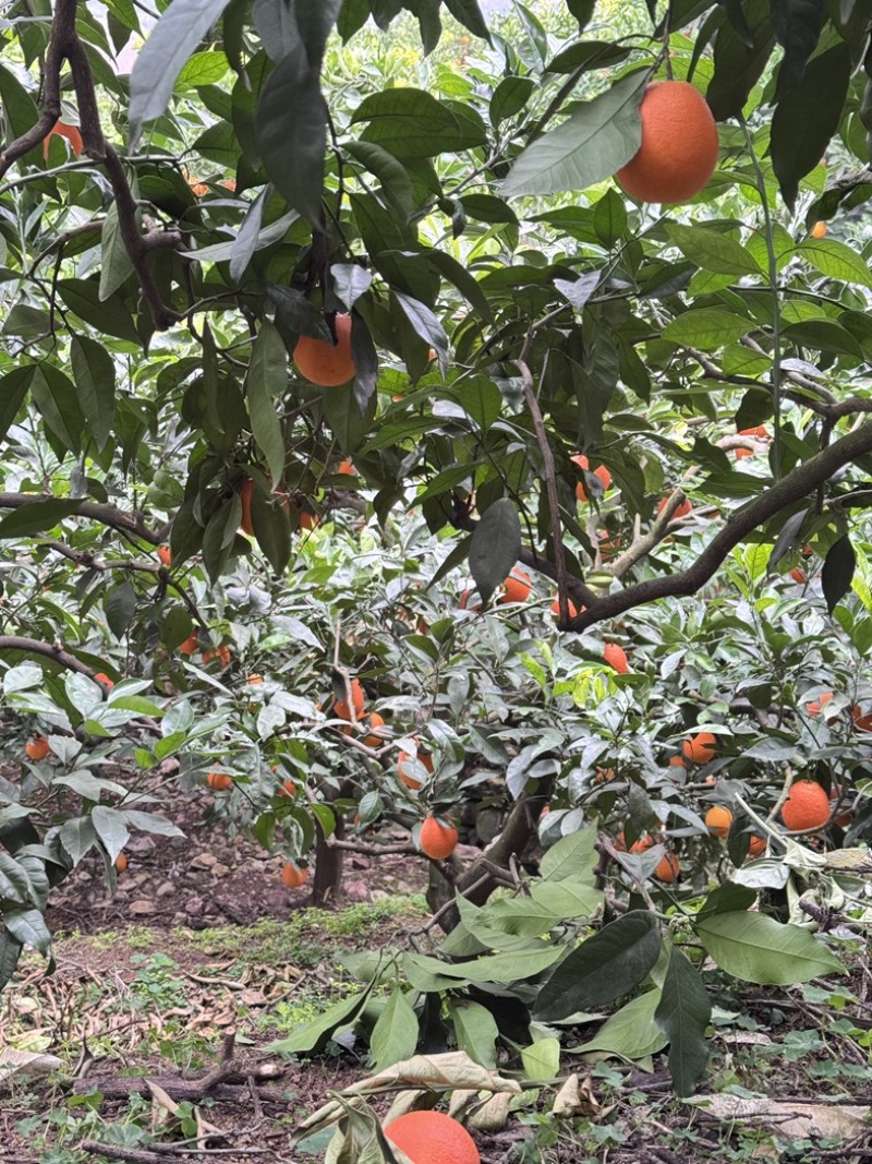 重庆奉节新鲜采摘正宗纽荷尔脐橙
