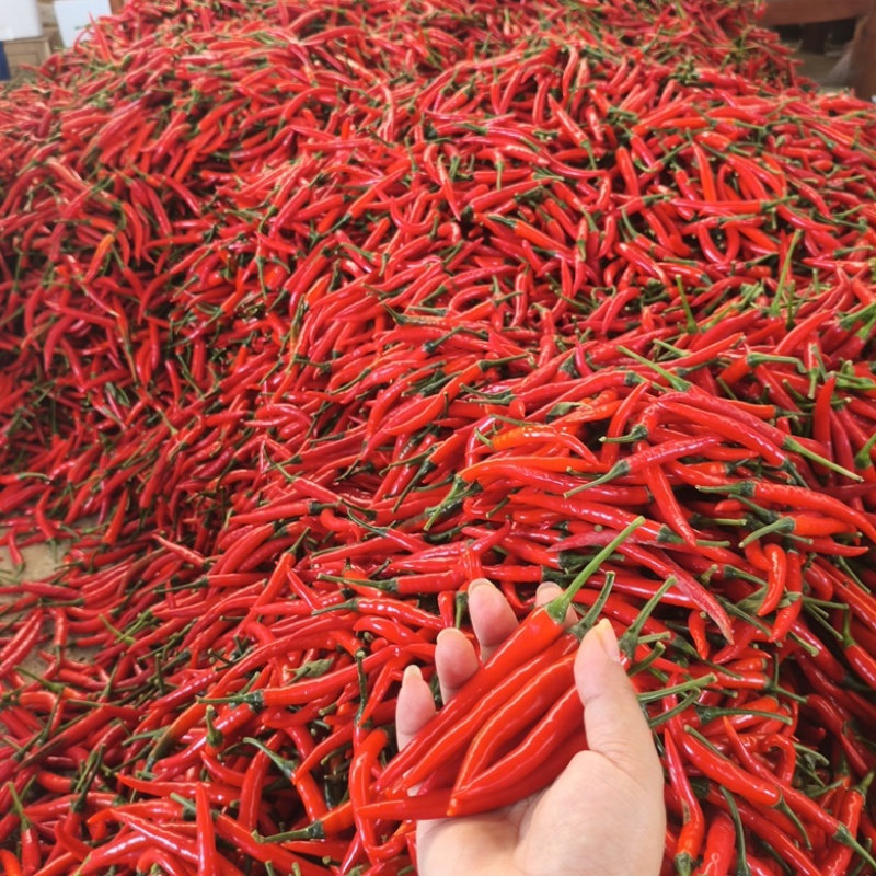 小米辣广东阳江产地直供，新鲜采摘，量大从优
