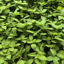 河南大叶荆芥