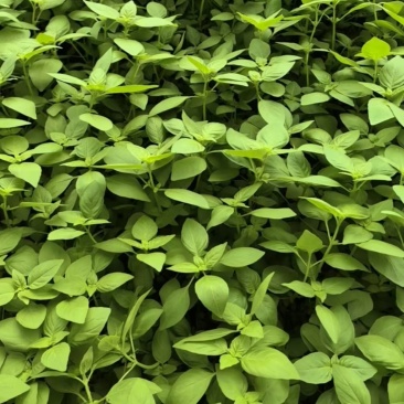 河南大叶荆芥