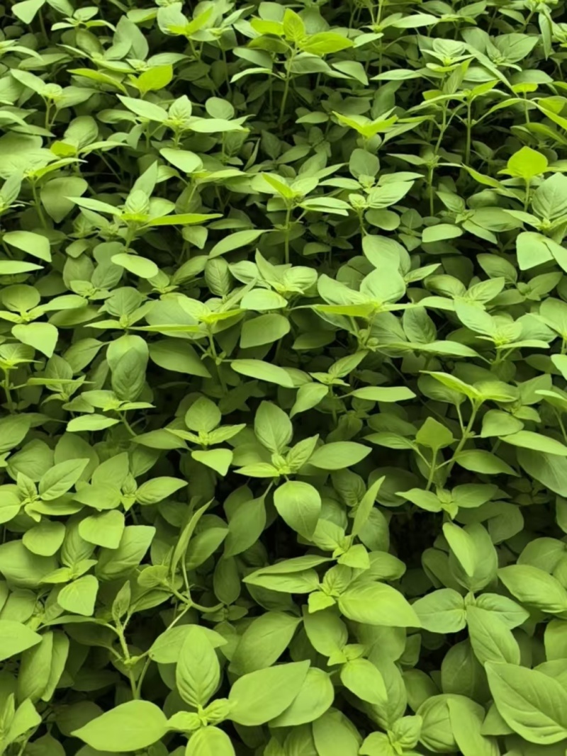 河南大叶荆芥