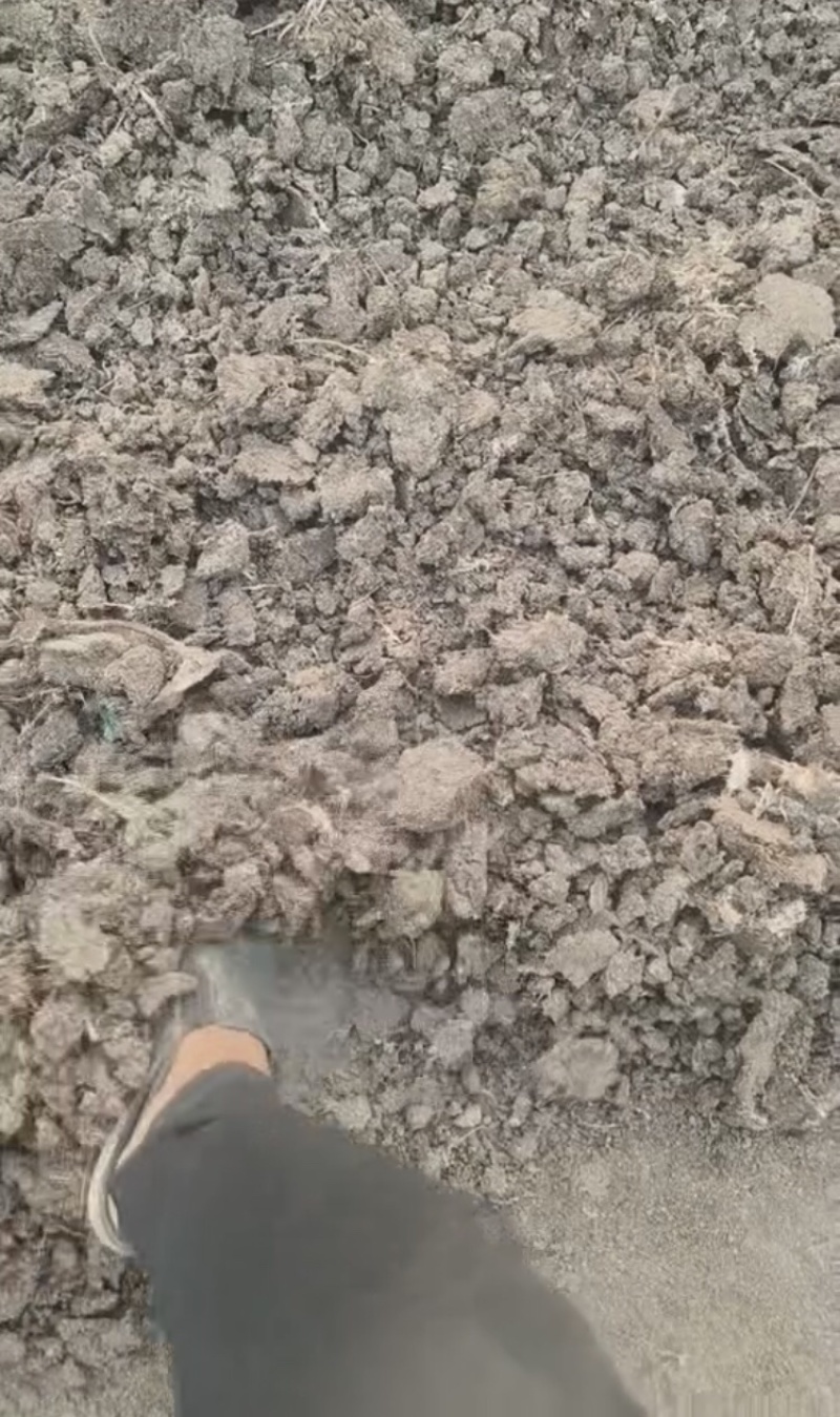 干鸡粪块，基地直发，大量有货，欢迎各位老板咨询采购