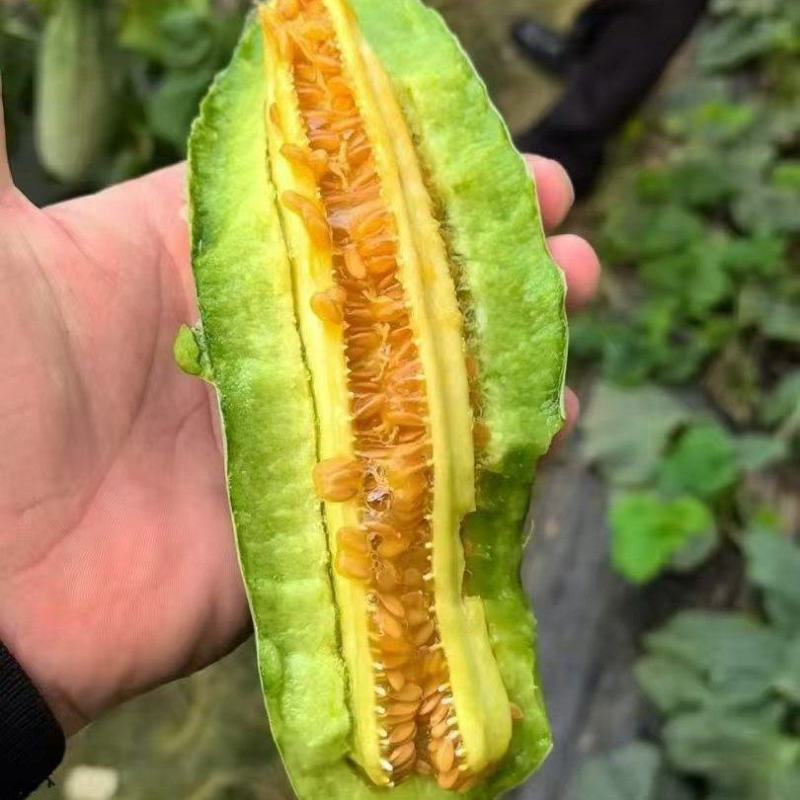 暖棚头茬羊角蜜一件代发，嘎嘎脆甜，高品质
