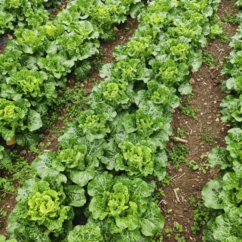 高山毛白菜稍起苔亏本出