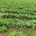 高山毛白菜稍起苔亏本出