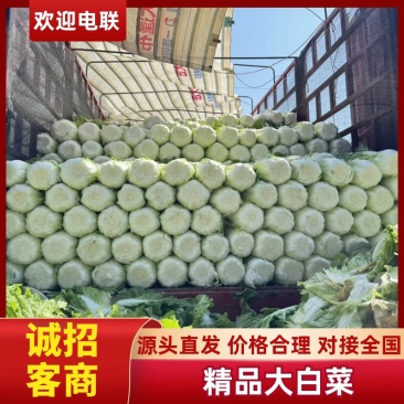 兰陵黄心大白菜根白叶绿/产地供货货源充足全国发