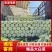 兰陵黄心大白菜根白叶绿/产地供货货源充足全国发