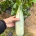 暖棚头茬羊角蜜一件代发,嘎嘎脆甜,高品质