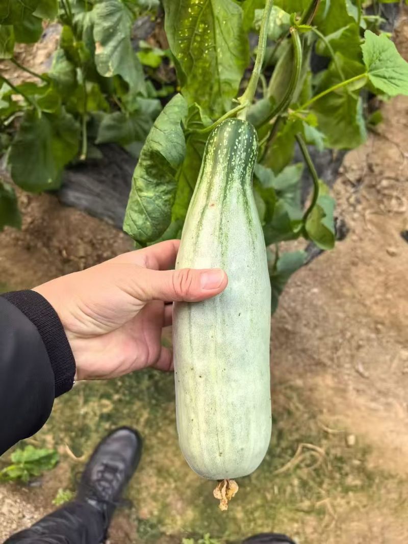暖棚头茬羊角蜜一件代发，嘎嘎脆甜，高品质