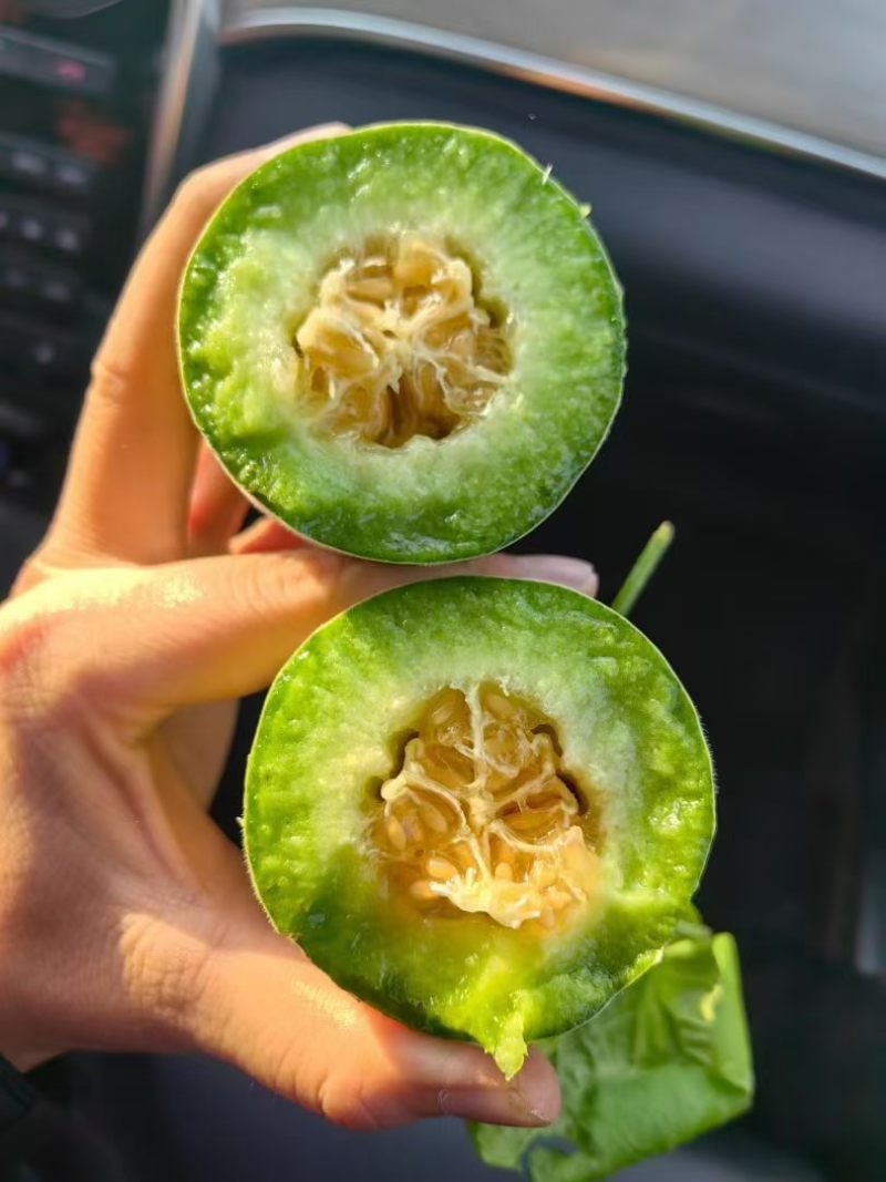 暖棚头茬羊角蜜一件代发，嘎嘎脆甜，高品质
