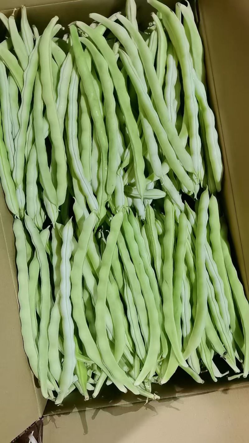 芸豆种子颜色白条子长，早熟产量高，肉厚白色，丰裕而饱满