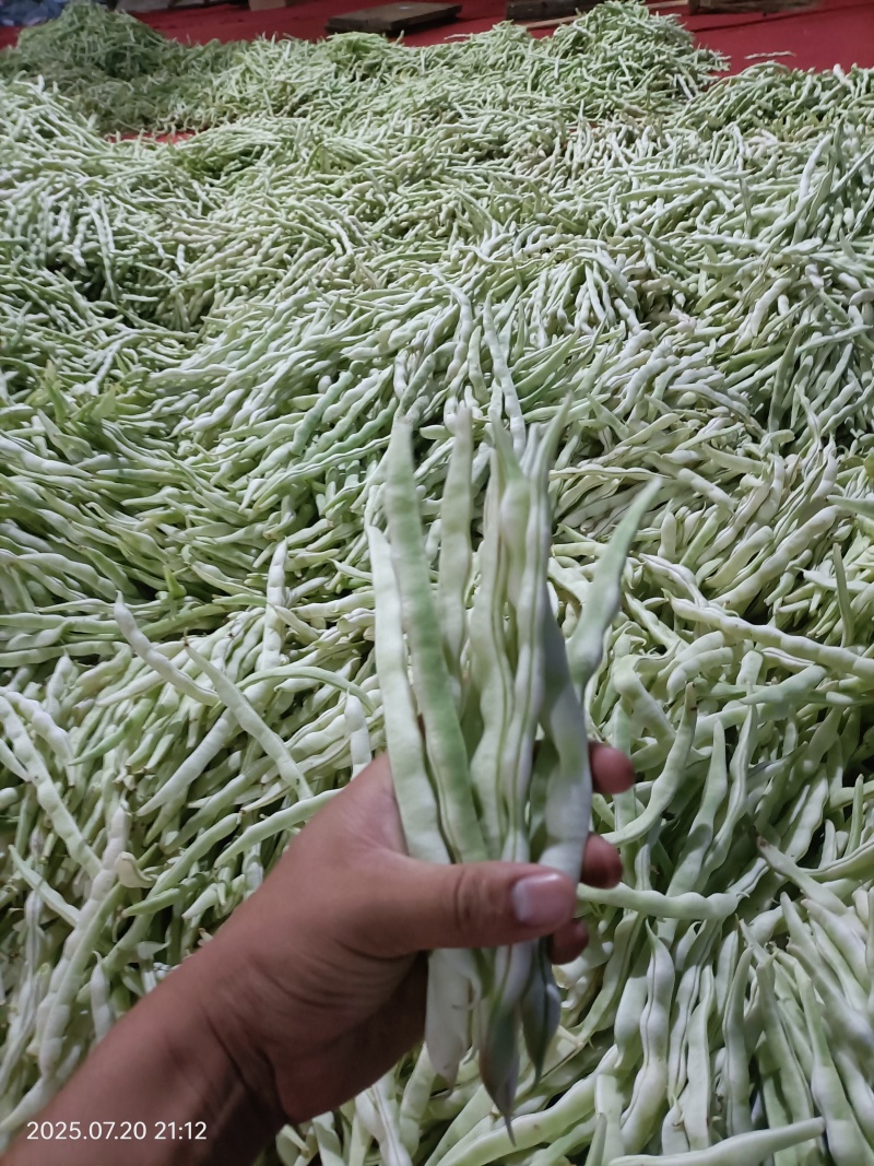 芸豆种子颜色白条子长，早熟产量高，肉厚白色，丰裕而饱满