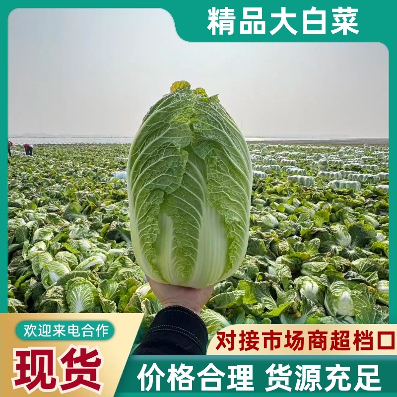 精品黄心大白菜保质保量，诚信合作，无虫眼无烧心量大价优