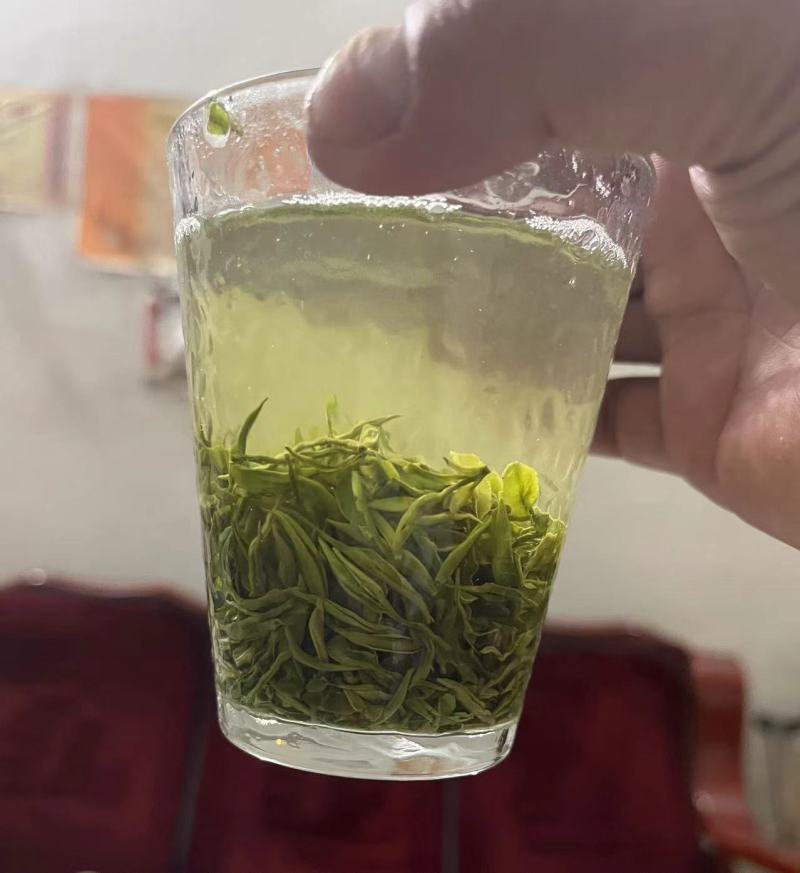 信阳毛尖