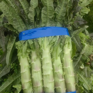蔬菜
