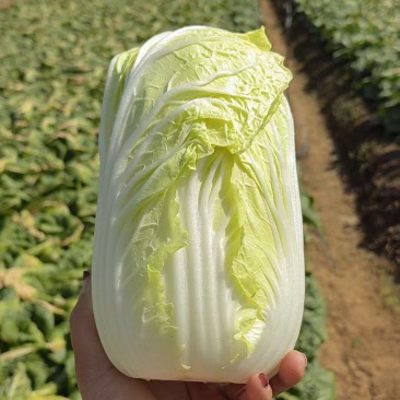 精品娃娃菜