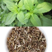 大叶荆芥