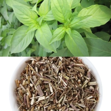 大叶荆芥