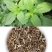 大叶荆芥