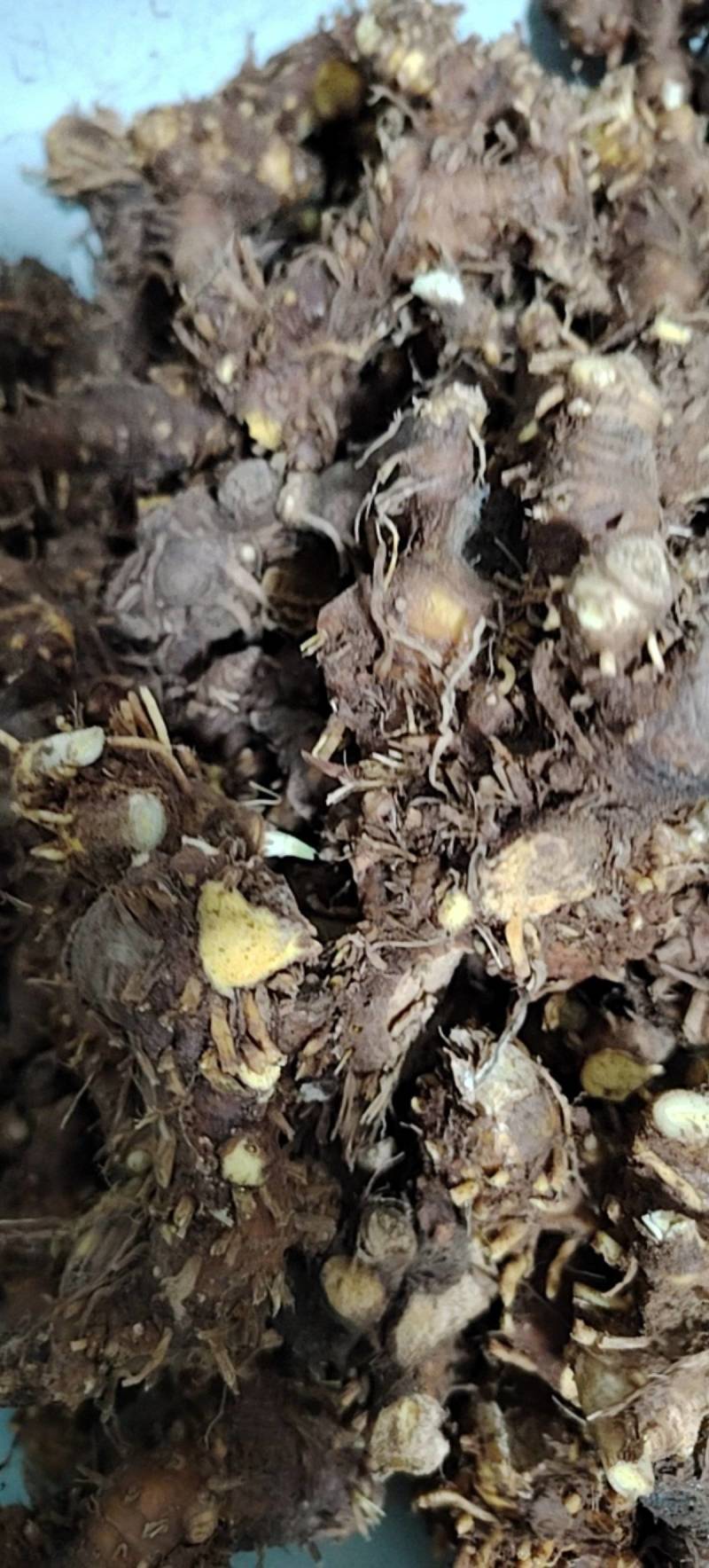 河南射干价格优惠质量好走货快欢迎询价对接全国量大从优热卖