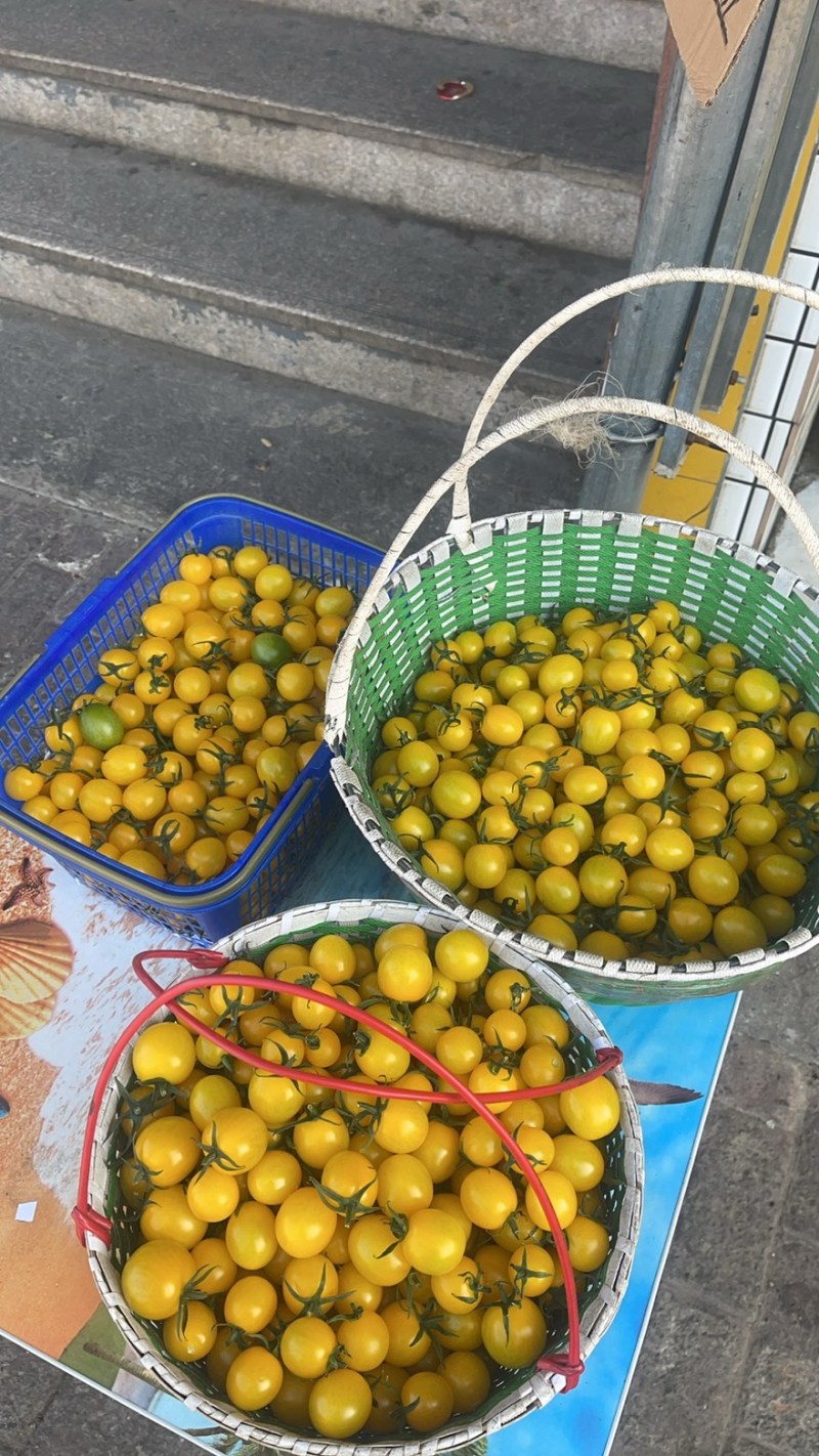 水果小番茄