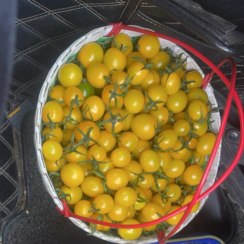 水果小番茄
