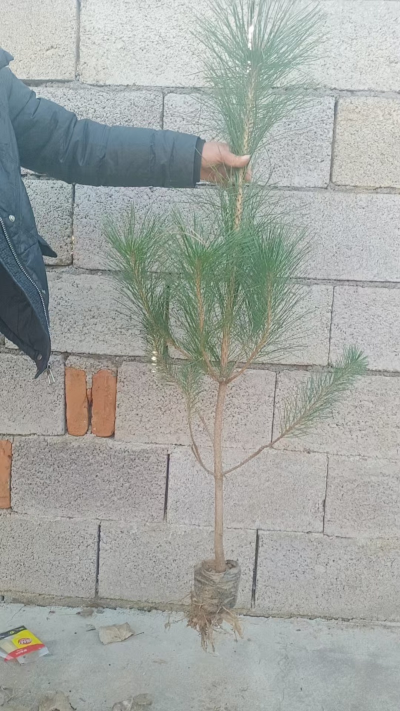 黑松/黑松/黑松/植物黑松存活率高各种规格都有可发全国欢迎咨