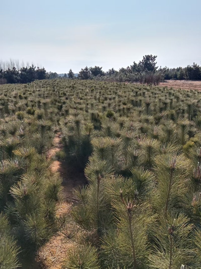 黑松/黑松/黑松/植物黑松存活率高各种规格都有可发全国欢迎咨