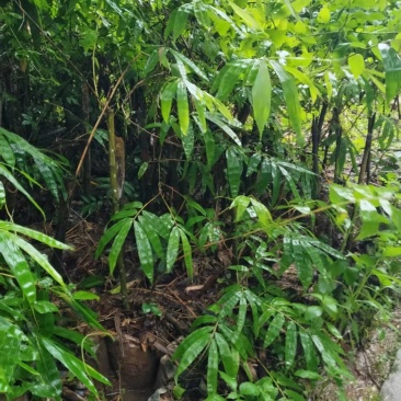 巨龙竹，苗木