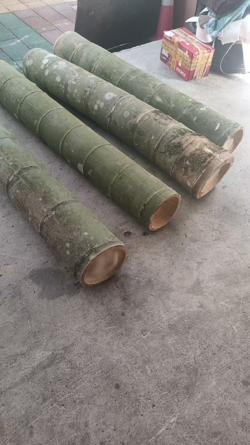 巨龙竹，苗木