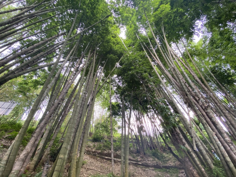 巨龙竹，苗木