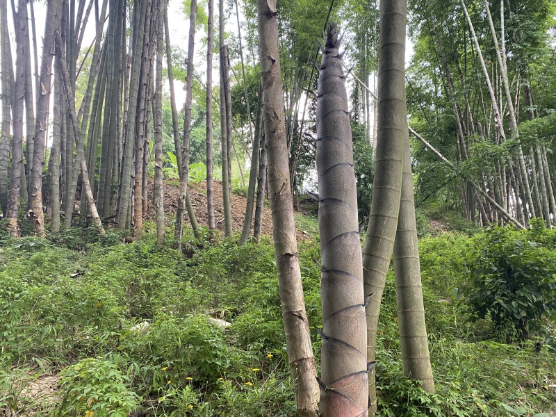 巨龙竹，苗木