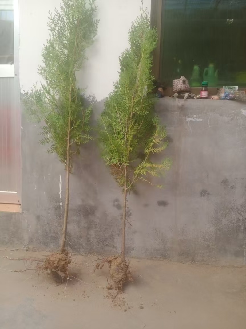 侧柏/柏树/侧柏树/各种规格20-30cm高侧柏可发全
