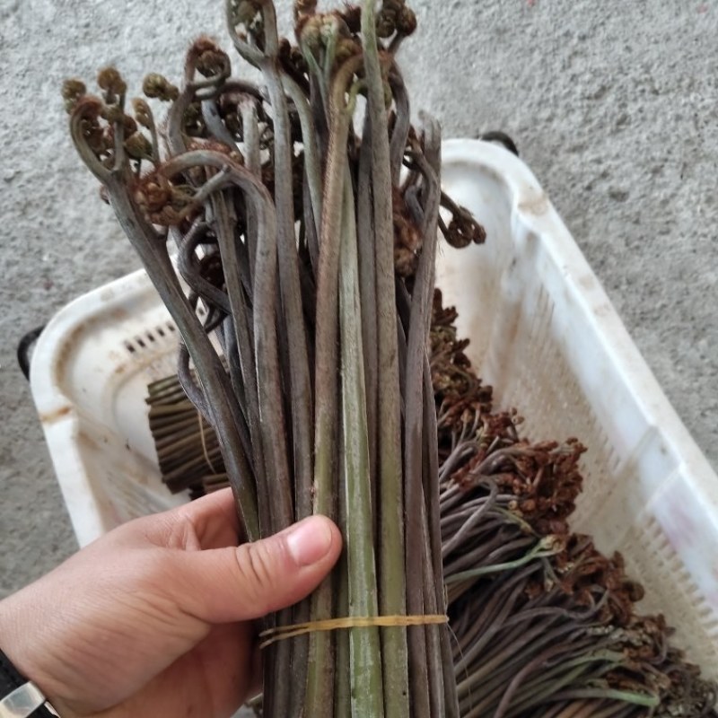 贵州甜蕨苦蕨青蕨