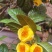 金茶花干花